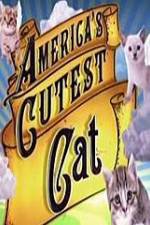 Watch America's Cutest Cat Tvmuse