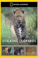 Watch National Geographic: Stalking Leopards Tvmuse