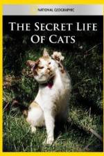 Watch National Geographic The Secret Life of Cats Tvmuse