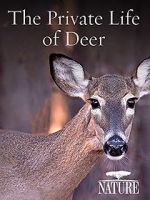 Watch The Private Life of Deer Tvmuse