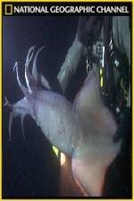 Watch National Geographic Hooked Squid Invasion Tvmuse