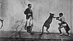 Watch The Boxing Kangaroo (Short 1896) Tvmuse