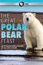 Watch The Great Polar Bear Feast Tvmuse