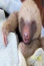 Watch Too Cute! Baby Sloths Tvmuse