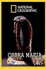 Watch National Geographic Cobra Mafia Tvmuse