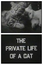 Watch The Private Life of a Cat Tvmuse