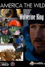 Watch National Geographic Wild America the Wild Wolverine King Tvmuse