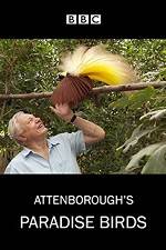 Watch Attenborough's Paradise Birds Tvmuse