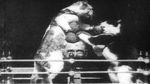 Watch The Boxing Cats (Prof. Welton\'s) Tvmuse