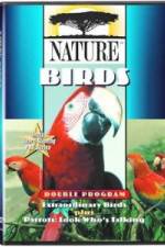 Watch PBS Nature - Extraordinary Birds Tvmuse