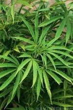 Watch Cannabis Whats The Harm Part 1 Tvmuse