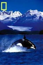 Watch National Geographic Killer Whales Of The Fjord Tvmuse
