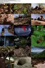 Watch National Geographic Wild - City Of Ants Tvmuse