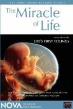 Watch The Miracle of Life Tvmuse