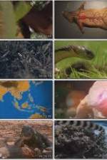 Watch National Geographic Wild : Deadliest Animals Asia Pacific Tvmuse