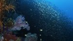 Watch Wild Window: Bejeweled Fishes Tvmuse
