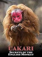 Watch Uakari: Secrets of the English Monkey Tvmuse