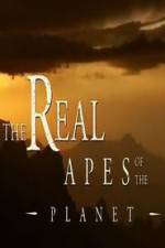 Watch The Real Apes of the Planet Tvmuse