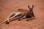 Watch Big Red: The Kangaroo King Tvmuse