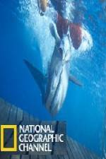 Watch National Geographic Shark Men Surfs Up Tvmuse