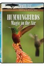 Watch Hummingbirds Magic in the Air Tvmuse