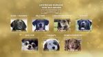 Watch American Humane Hero Dog Awards: 10th Anniversary Celebration (TV Special 2020) Tvmuse
