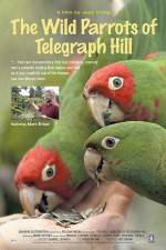Watch The Wild Parrots of Telegraph Hill Tvmuse