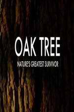 Watch Oak Tree Natures Greatest Survivor Tvmuse