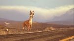 Watch Caminandes: Llama Drama (Short 2014) Tvmuse