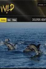Watch National Geographic Wild Dolphin Army Tvmuse