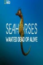 Watch National Geographic - Wild Seahorses Wanted Dead Or Alive Tvmuse