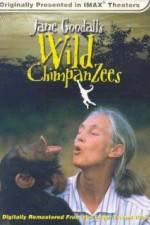 Watch Jane Goodall's Wild Chimpanzees Tvmuse