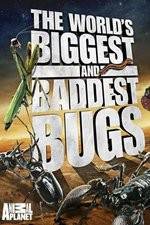 Watch Worlds Biggest and Baddest Bugs Tvmuse