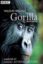 Watch Gorilla Revisited with David Attenborough Tvmuse