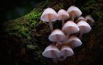 Watch Fungi: The Web of Life Tvmuse