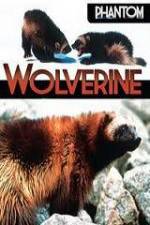 Watch National Geographic  Phantom Wolverine Tvmuse