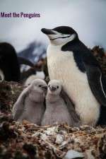 Watch Meet the Penguins Tvmuse