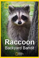 Watch Raccoon: Backyard Bandit Tvmuse