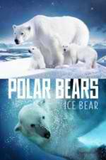 Watch Polar Bears Ice Bear Tvmuse