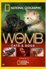 Watch National Geographic In The Womb Cats Tvmuse