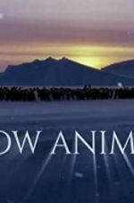 Watch Snow Animals Tvmuse