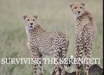 Watch Surviving the Serengeti Tvmuse