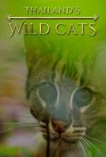 Watch Thailand's Wild Cats Tvmuse
