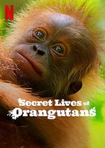 Watch Secret Lives of Orangutans Tvmuse