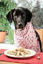 Watch The Truth About Your Dogs Food Tvmuse