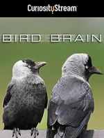 Watch Bird Brain Tvmuse