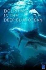Watch Dolphins in the Deep Blue Ocean Tvmuse