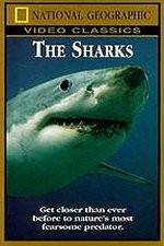 Watch National Geographic The Sharks Tvmuse