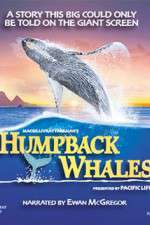 Watch Humpback Whales Tvmuse