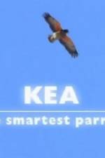 Watch Kea - The Smartest Parrot Tvmuse